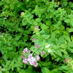 Erbe aromatiche. ORIGANO – storia e curiosità