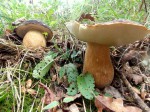 DAL BOSCO. I FUNGHI – Classificazione