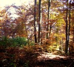 DAL BOSCO. I FUNGHI – Introduzione