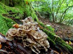 DAL BOSCO. I FUNGHI – Conoscerli