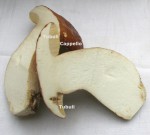 DAL BOSCO. I FUNGHI – Il riconoscimento