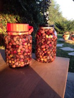 OLIVE. La conservazione in salamoia.