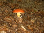 DAL BOSCO. I FUNGHI – L’ovolo