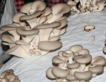 DAL BOSCO. I FUNGHI – La coltivazione