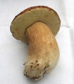 DAL BOSCO. I FUNGHI – Il porcino