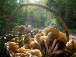 DAL BOSCO. I FUNGHI – La raccolta