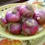 le dolci cipolle di Breme