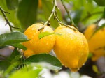 Confettura e marmellata – L’acidità
